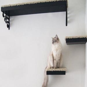 cat shelves
